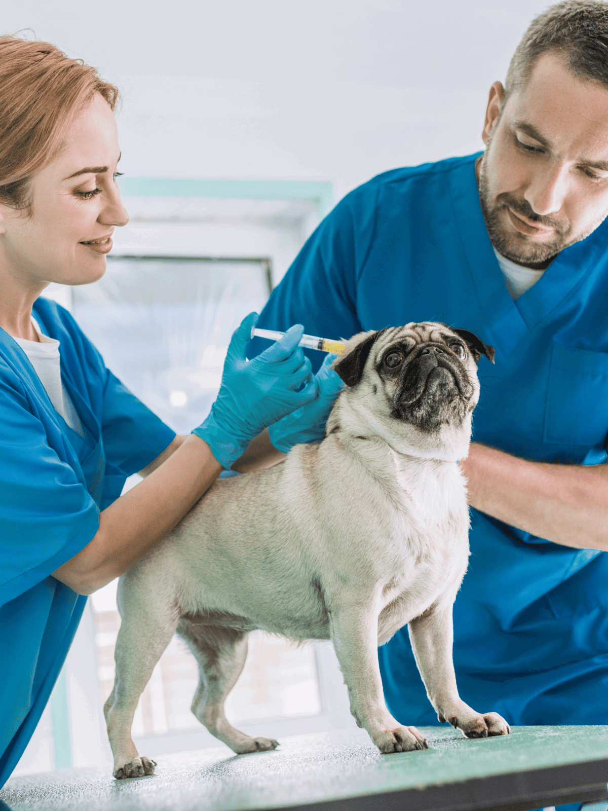 A veterinarian giving a vaccination to a pug at a pet care clinic. Professional veterinary services for dogs.