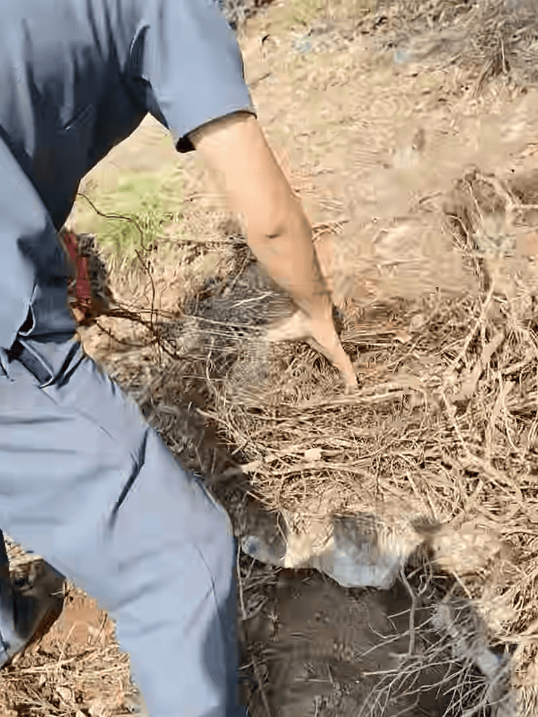 Soil sample collection by dog handler outdoors, emphasizing soil testing for environmental analysis.
