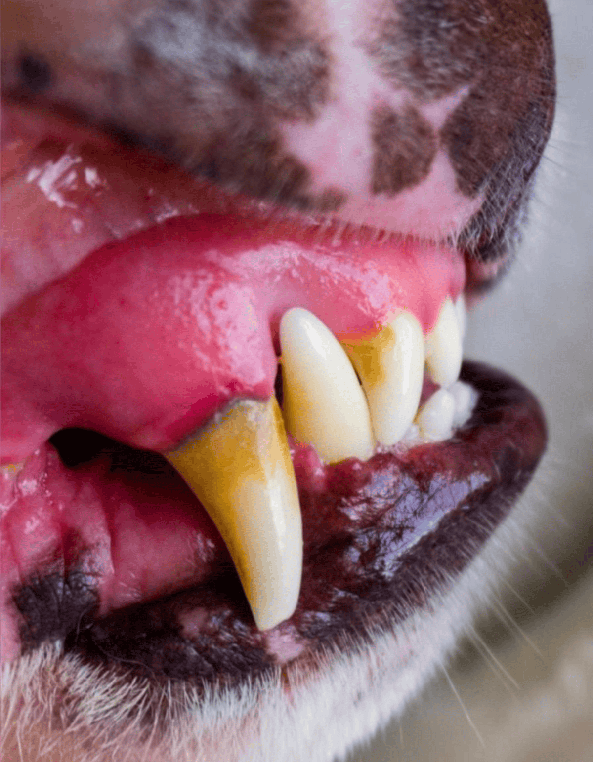 Close-up of a dog's mouth showing clean teeth and healthy gums.