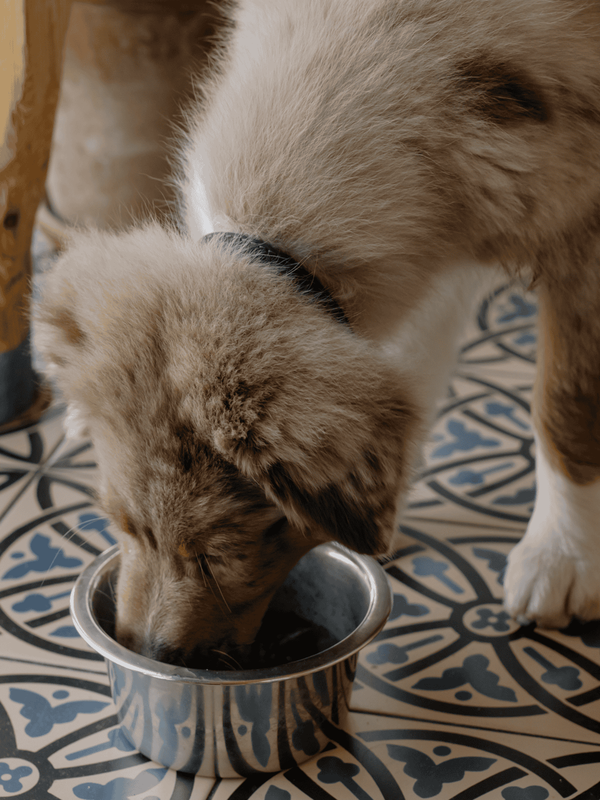 Adorable dog enjoying meal from stainless steel bowl.