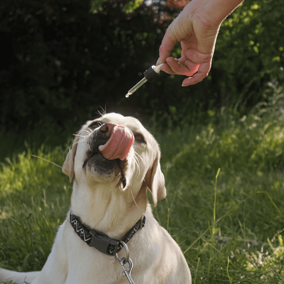 Dog receiving oral medication with dropper outside.