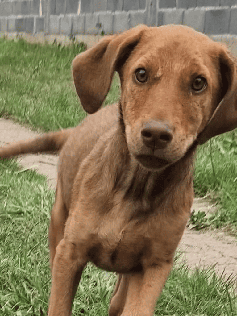 Adorable brown puppy outdoors on green grass near a brick wall, showcasing playful and loving dog behavior.