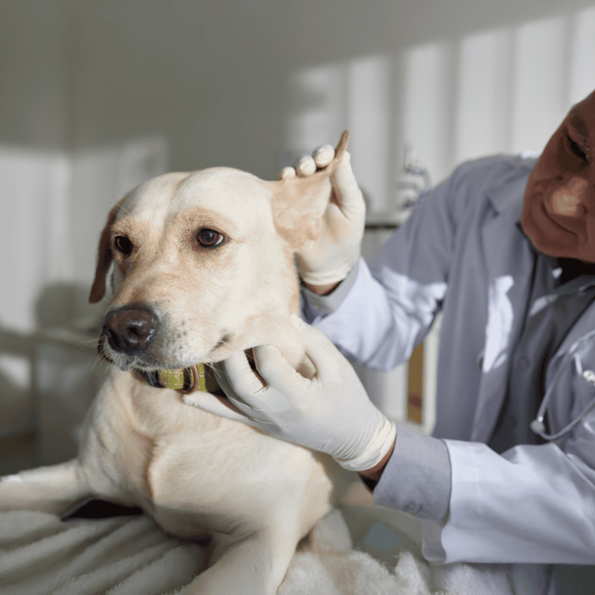 Dog health checkup by veterinarian, veterinarian inspecting dog ear and health, veterinary clinic service, pet medical care, animal wellness.