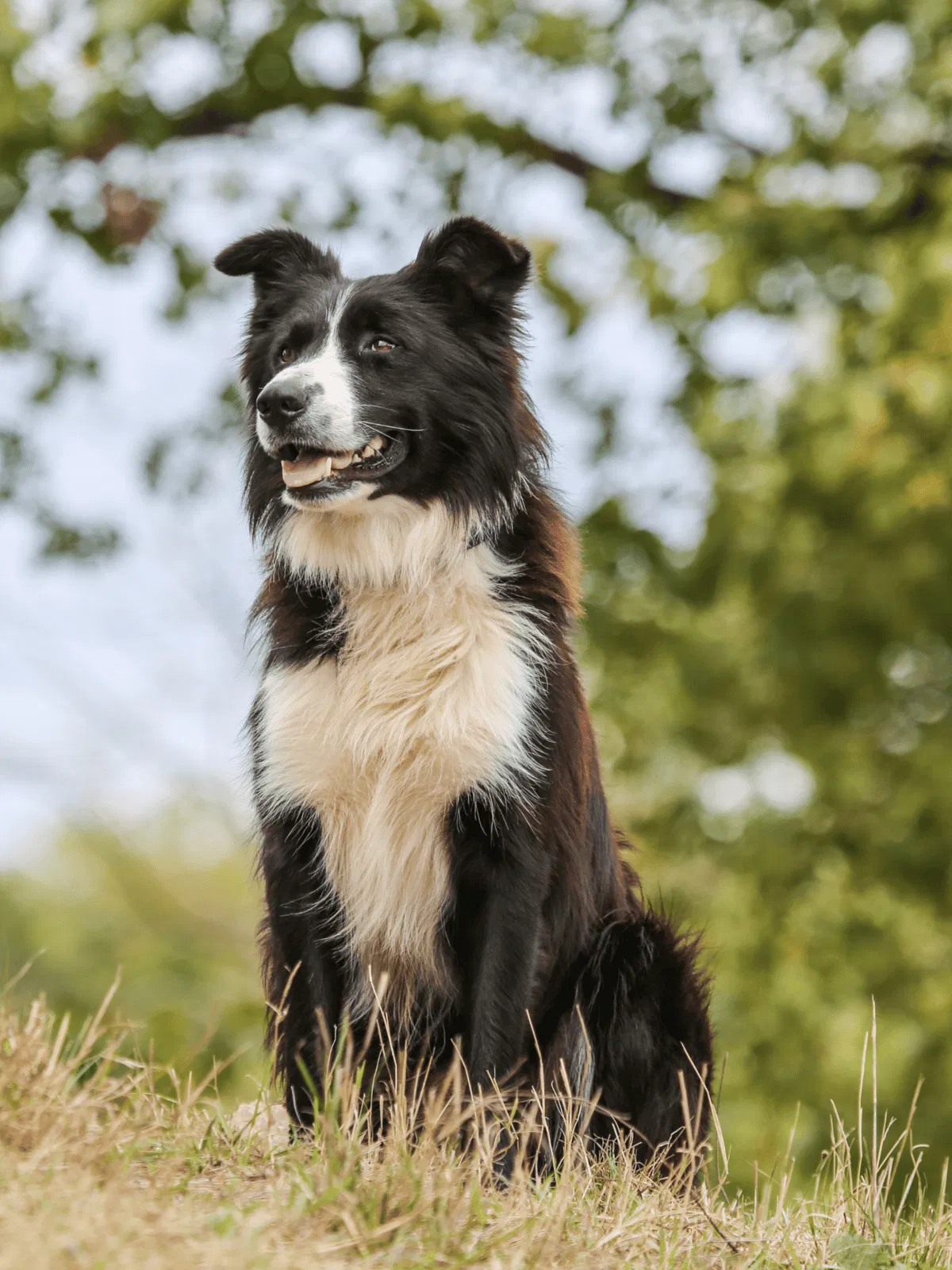 Cute Border Collie with a joyful expression outdoors.