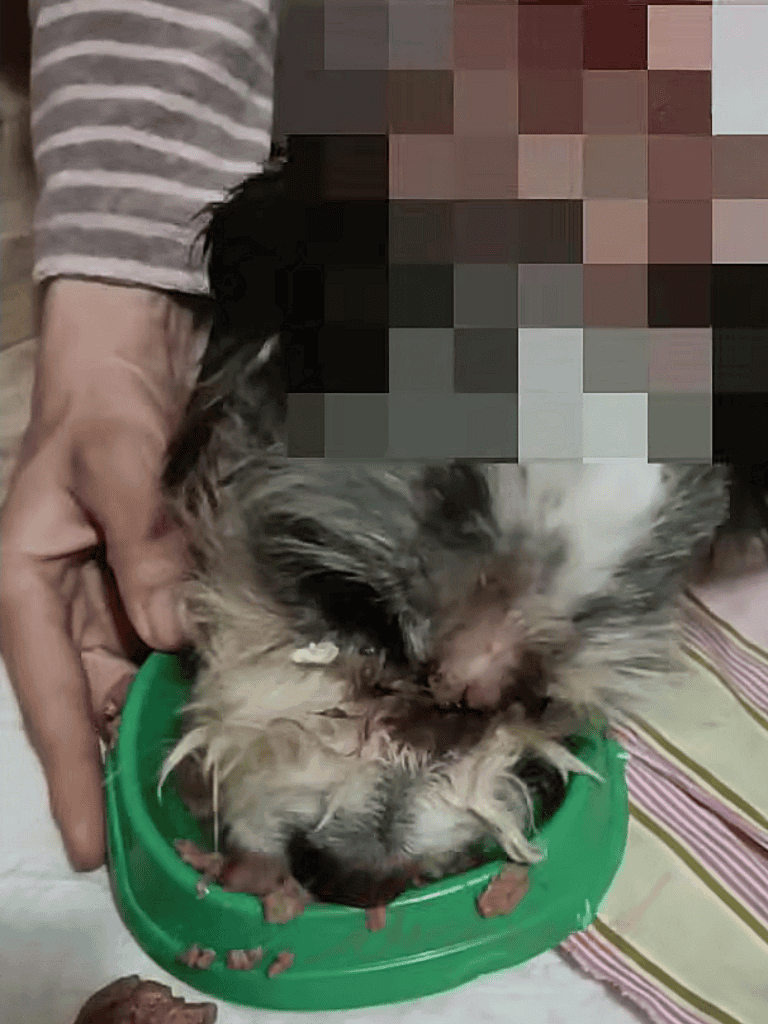 Adorable distressed puppy receiving care after rescue.