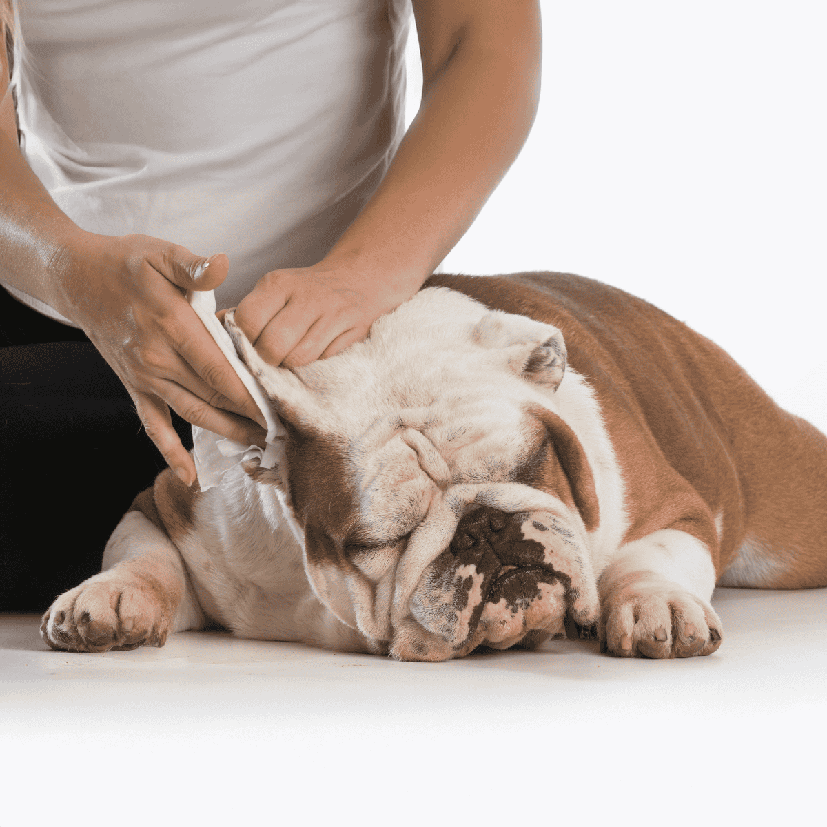 Close-up of a Bulldog getting a professional grooming session, emphasizing pet grooming services at Dogfix.