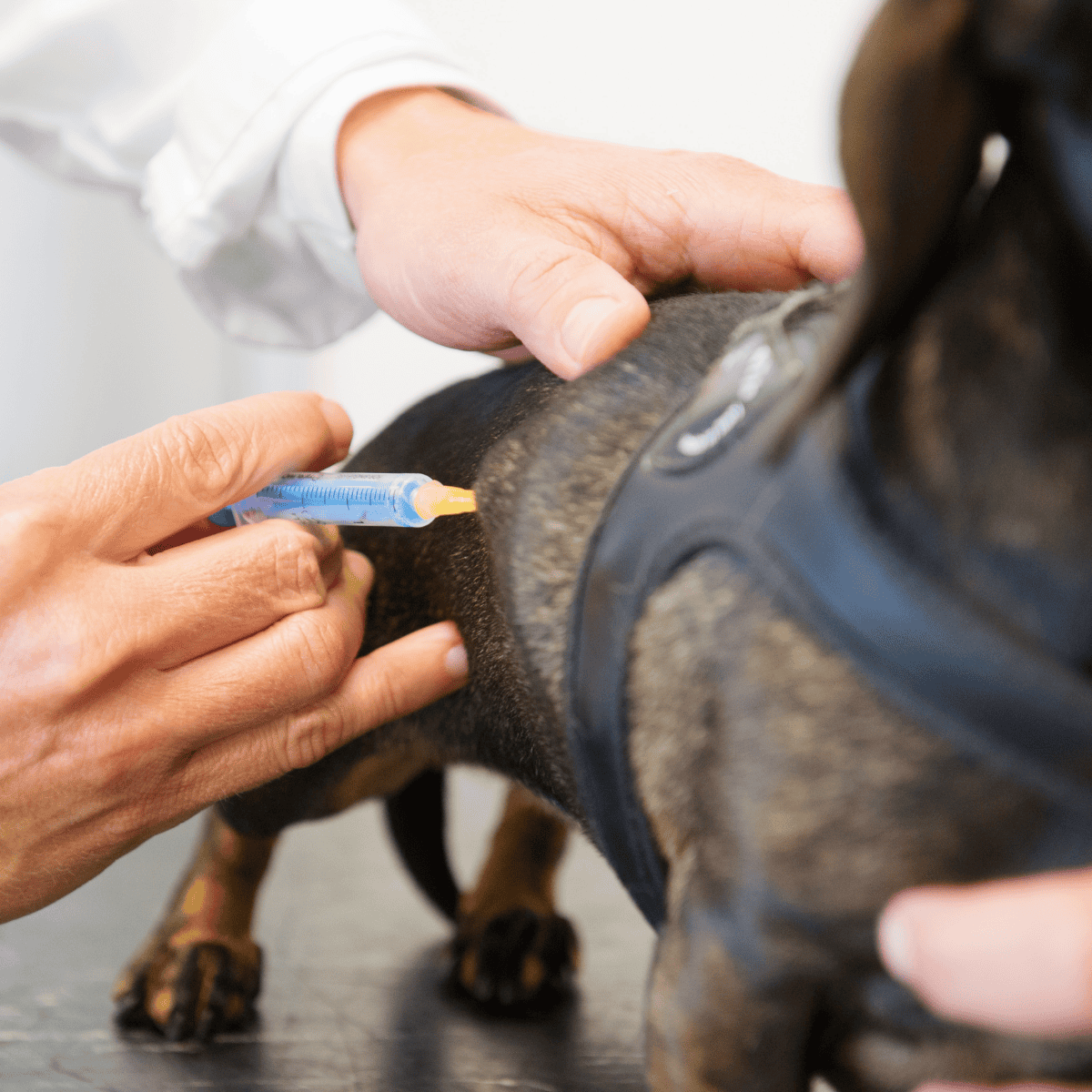Dog receiving veterinarian vaccine injection for health protection.