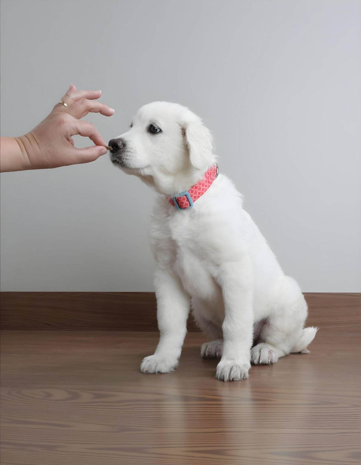 Dog puppy sitting for training or treat time.