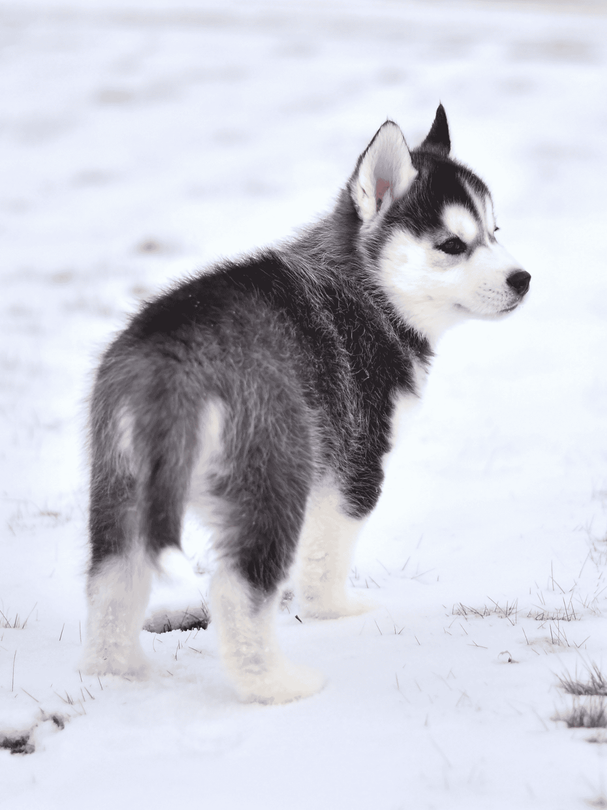 Adorable Siberian Husky puppy standing in a snowy landscape, showcasing its black and white fur and bright blue eyes.