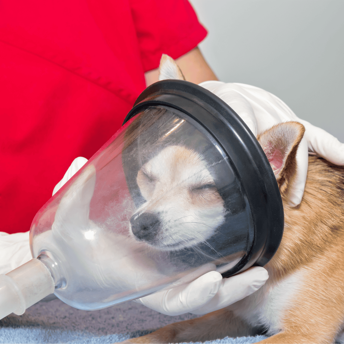 Dog receiving veterinary respiratory examination.