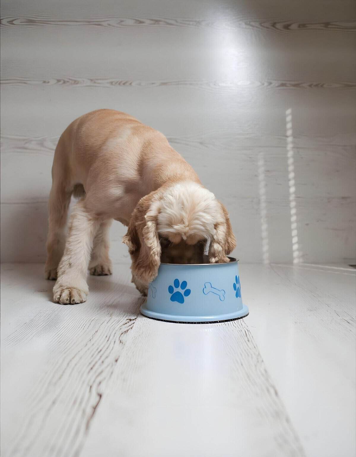 Adorable puppy enjoying meal from a stylish dog bowl in a cozy home setting.