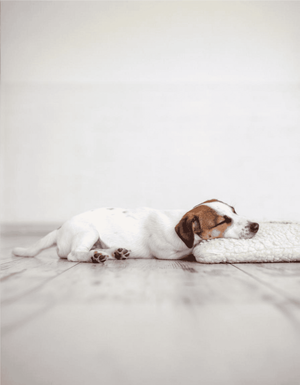 Adorable puppy sleeping peacefully on soft pillow.