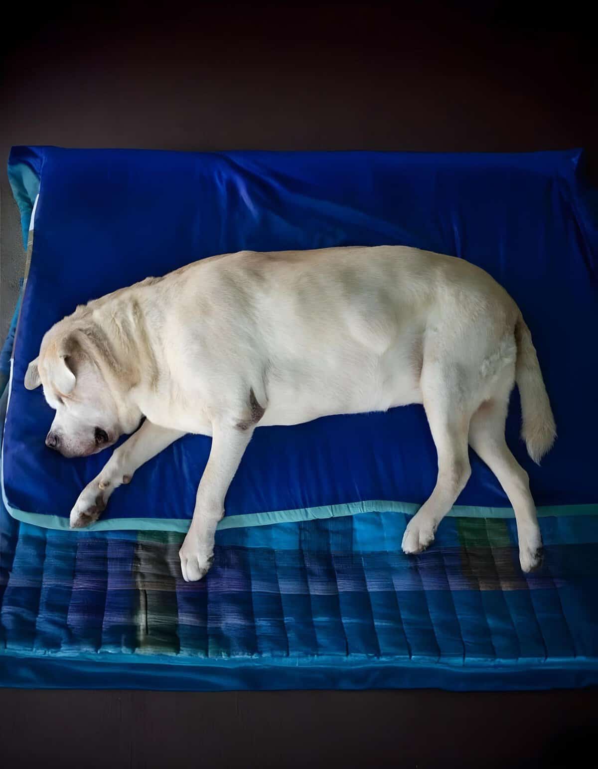 Dog sleeping peacefully on a cozy bed with blue sheets, perfect for relaxation.