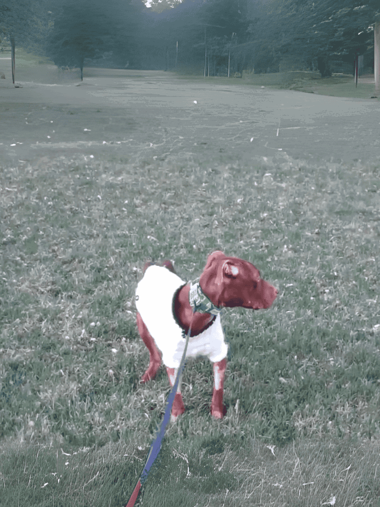 Dog on a walk in the park during twilight with a leash.