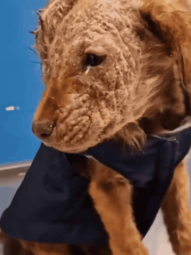 Adorable puppy in a shelter with rescue vest, looking for a loving home.