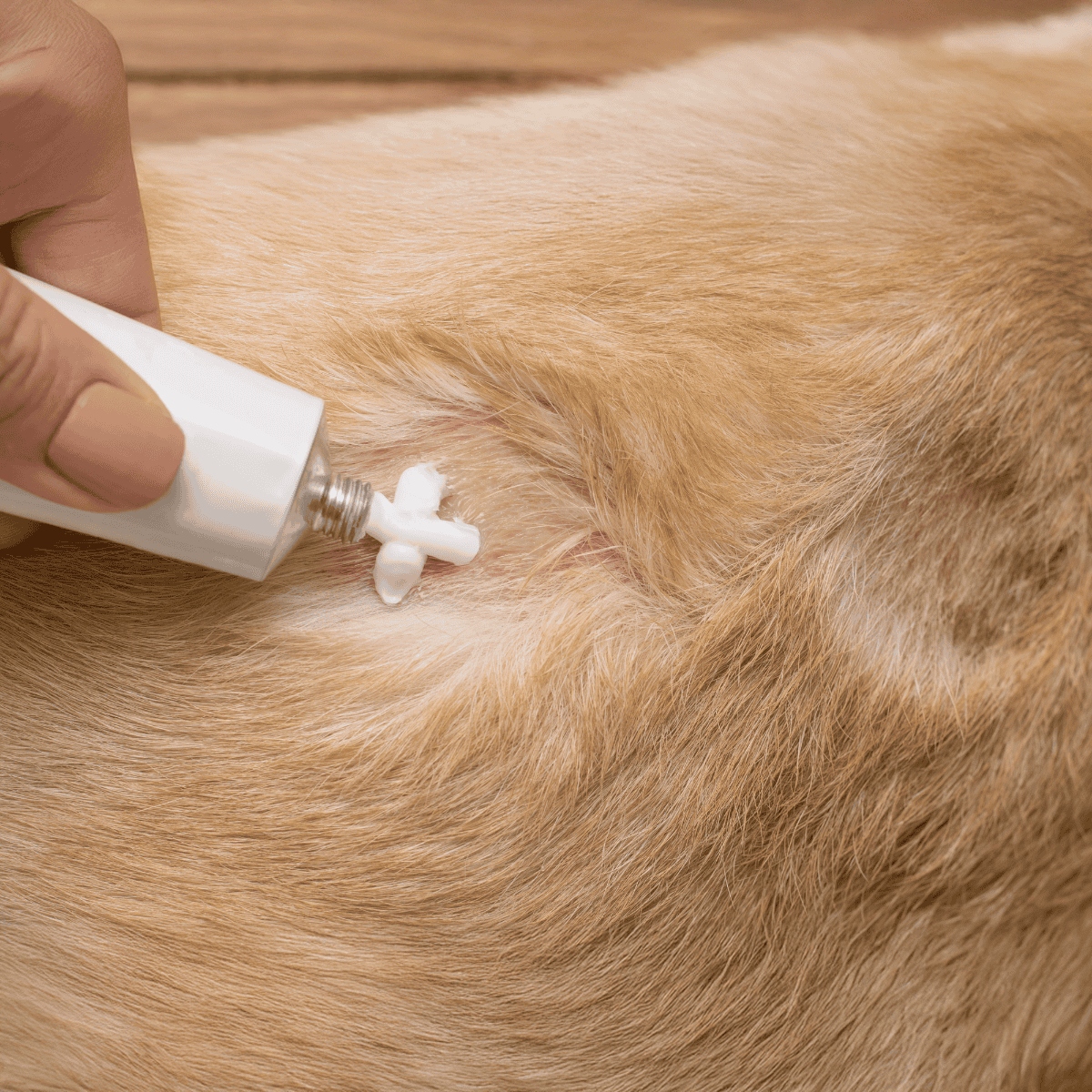 Alt: Applying flea medicine to a dog's skin to prevent infestations.
