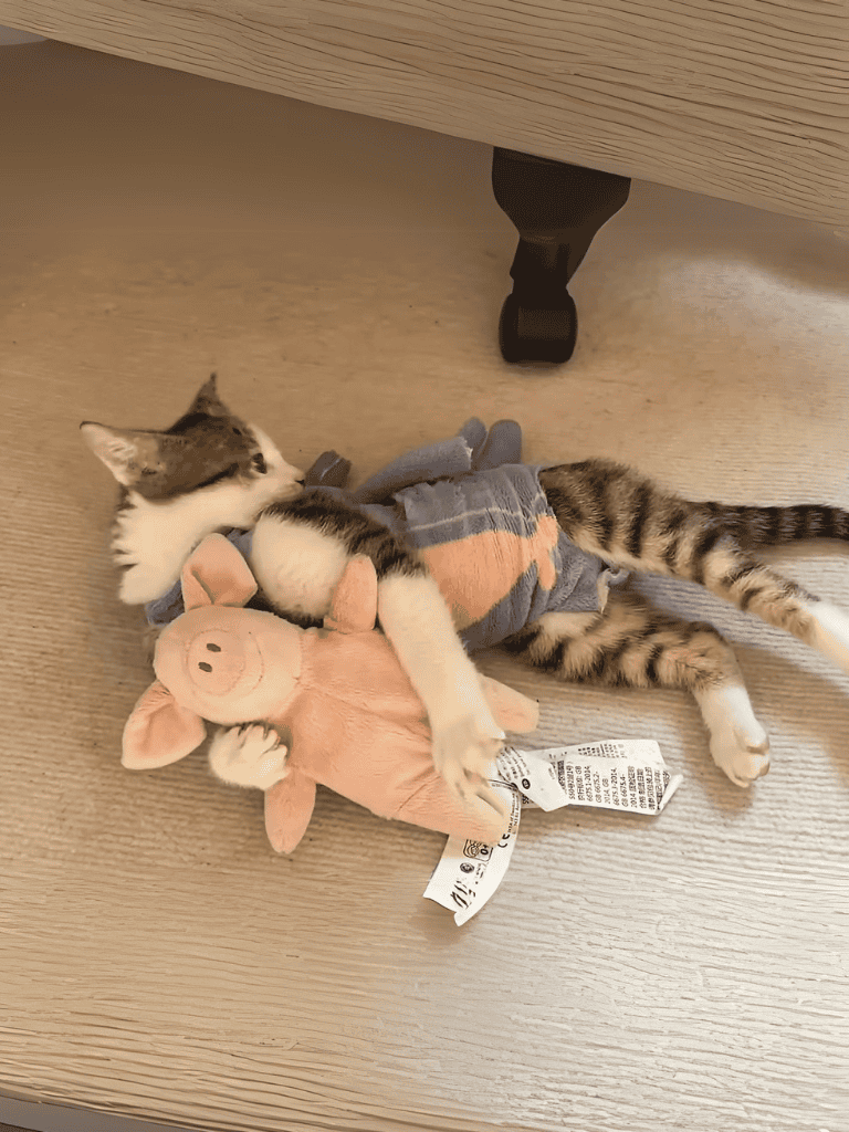 Adorable kitten cuddling with plush pig toy on wooden floor, showcasing pet comfort and playful behavior.