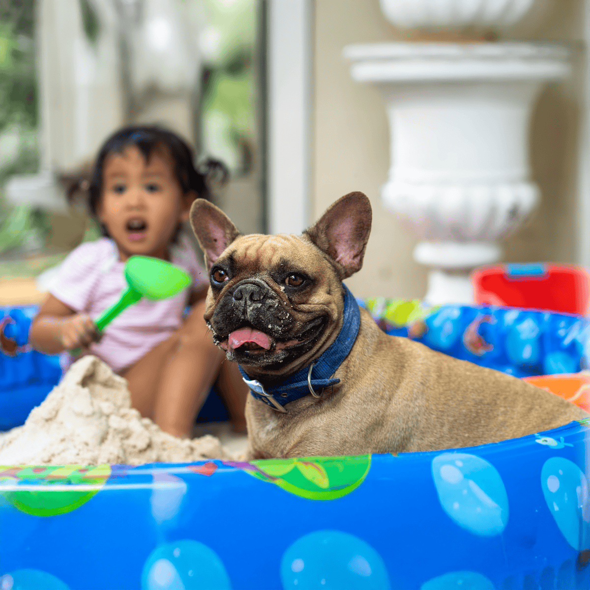 Adorable French Bulldog enjoying summer fun with kids and water play.