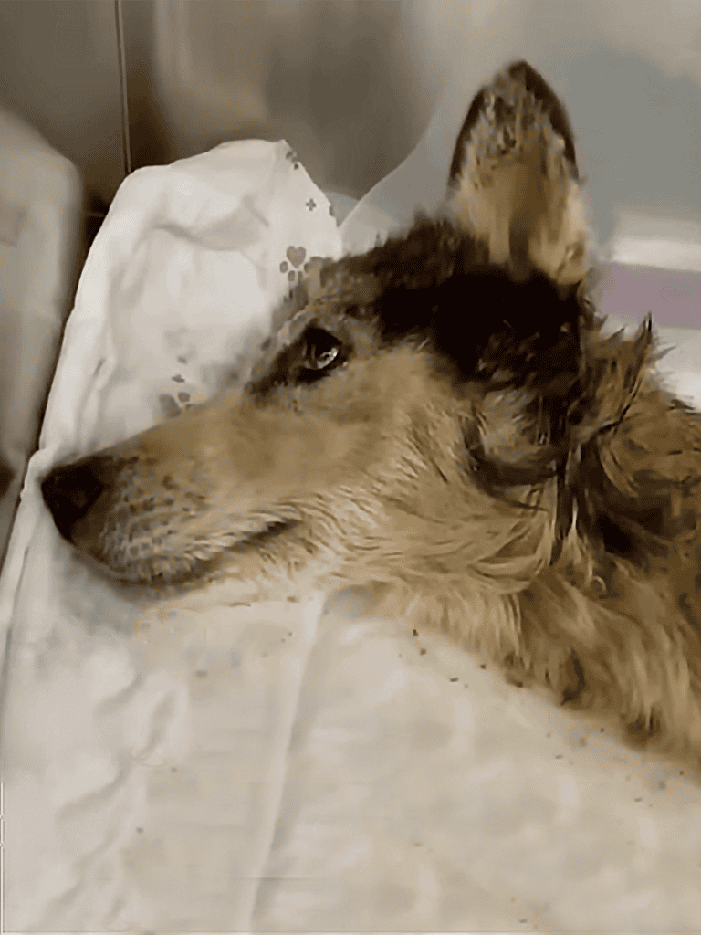 Dog lying peacefully on hospital bed during recovery, showcasing pet health care.