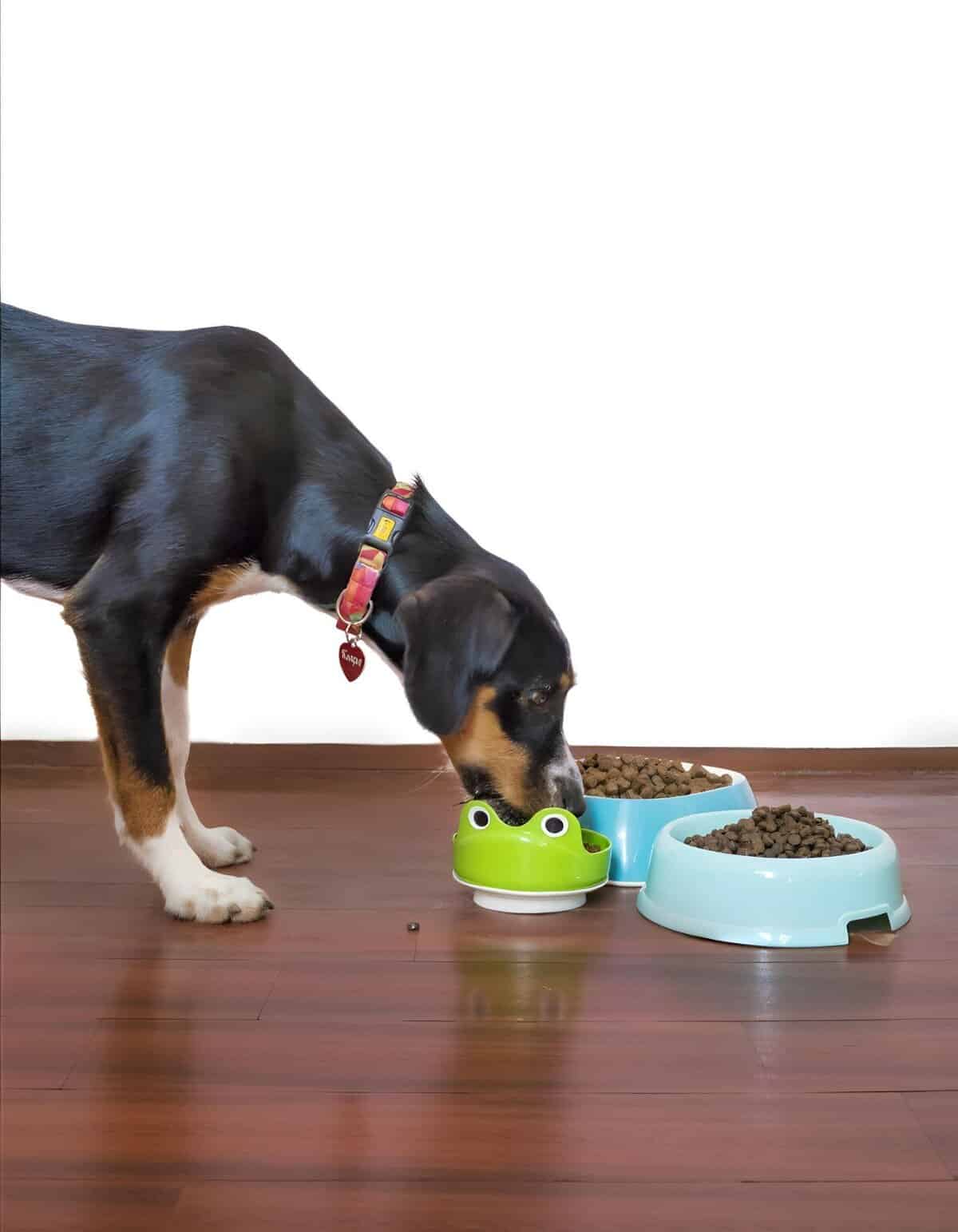Dog eating from a bright green food bowl, with additional blue bowls filled with kibble on a wooden floor.