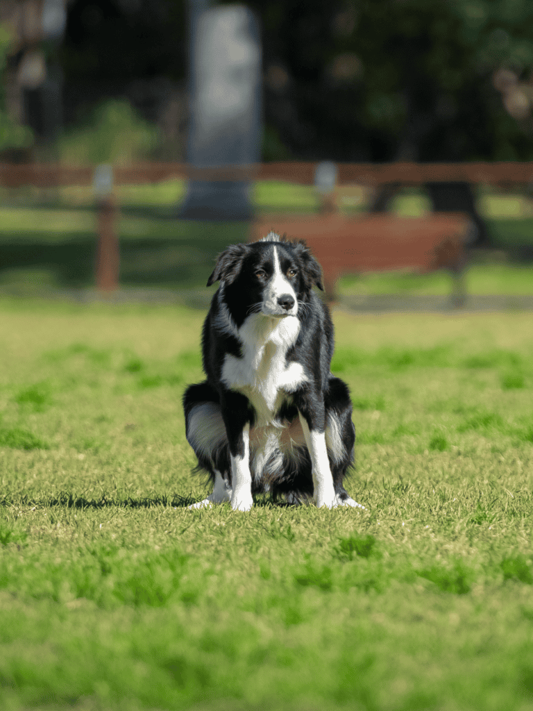 Adorable Border Collie puppy sitting on lush grass in park.