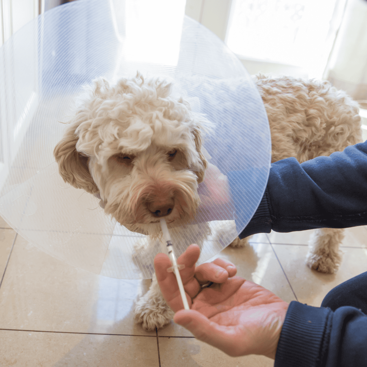 Dog cone collar to prevent pet from licking wounds or stitches.