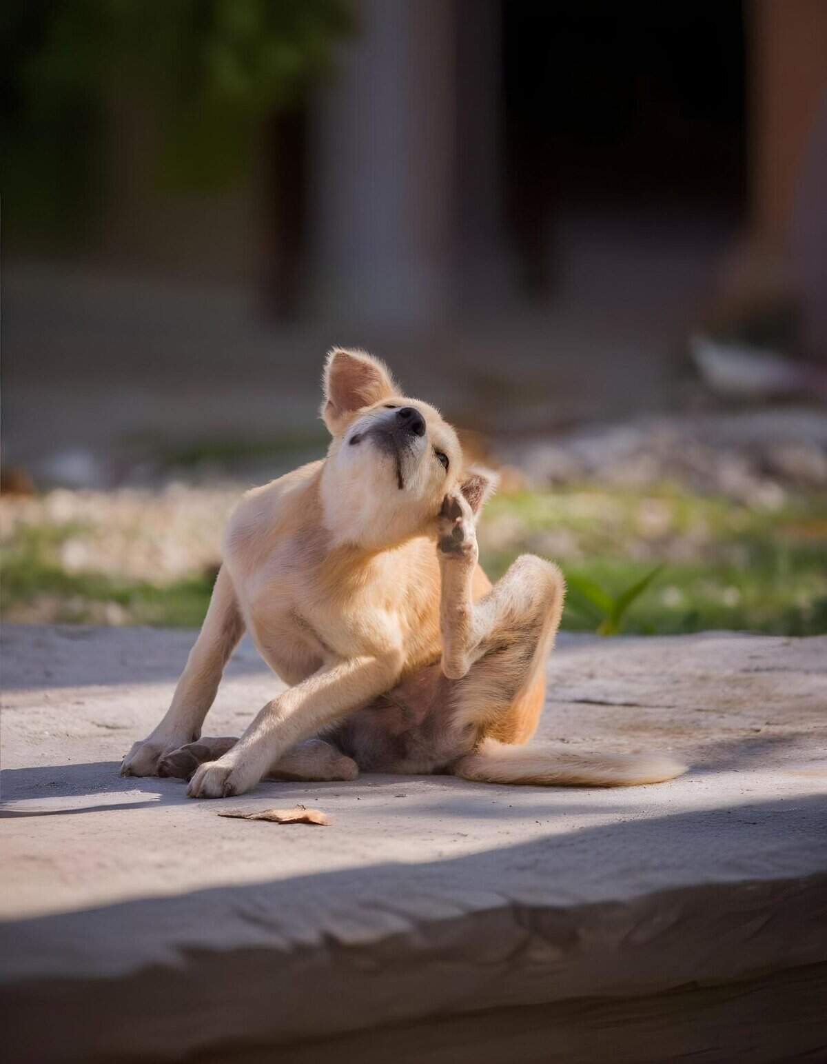 Happy dog grooming, outdoor space, playful pet enjoying grooming time.