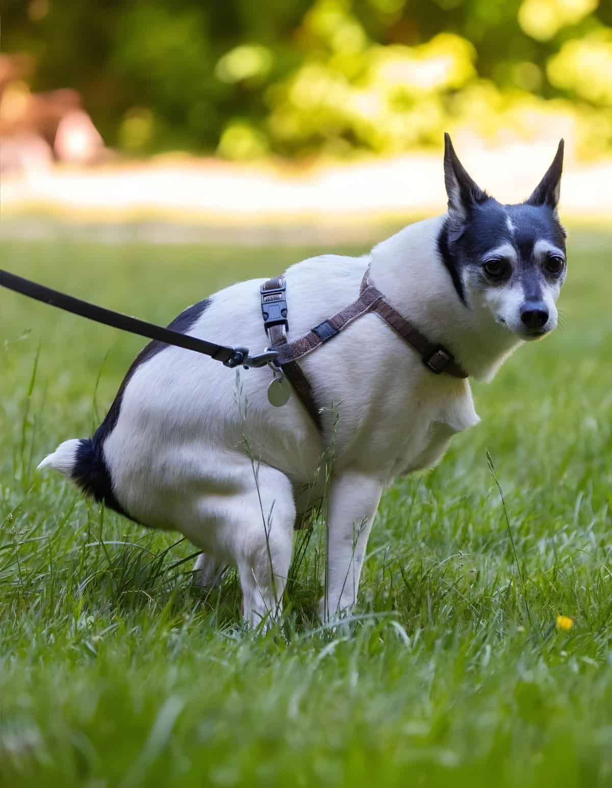 Cute small dog with harness on green grassy field, outdoor pet walk.