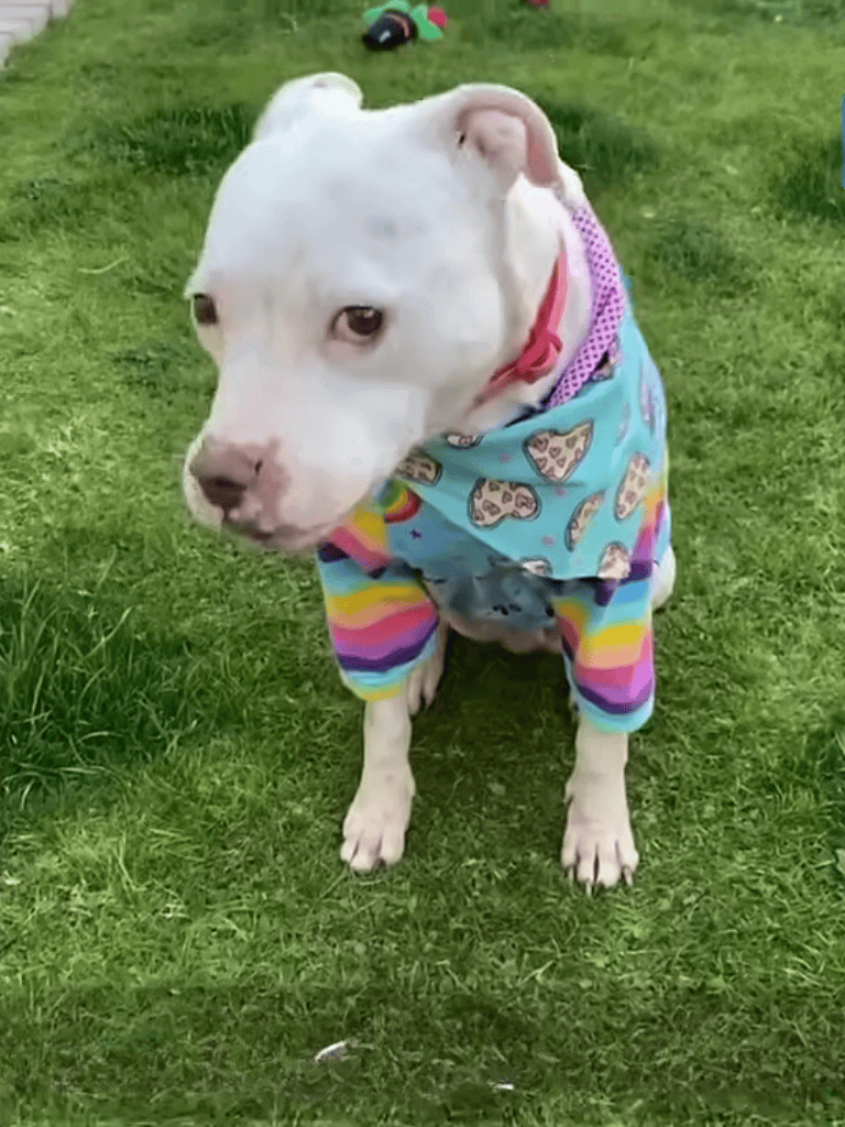 Adorable white Pitbull with rainbow hoodie sitting on grass for dog care and photos.