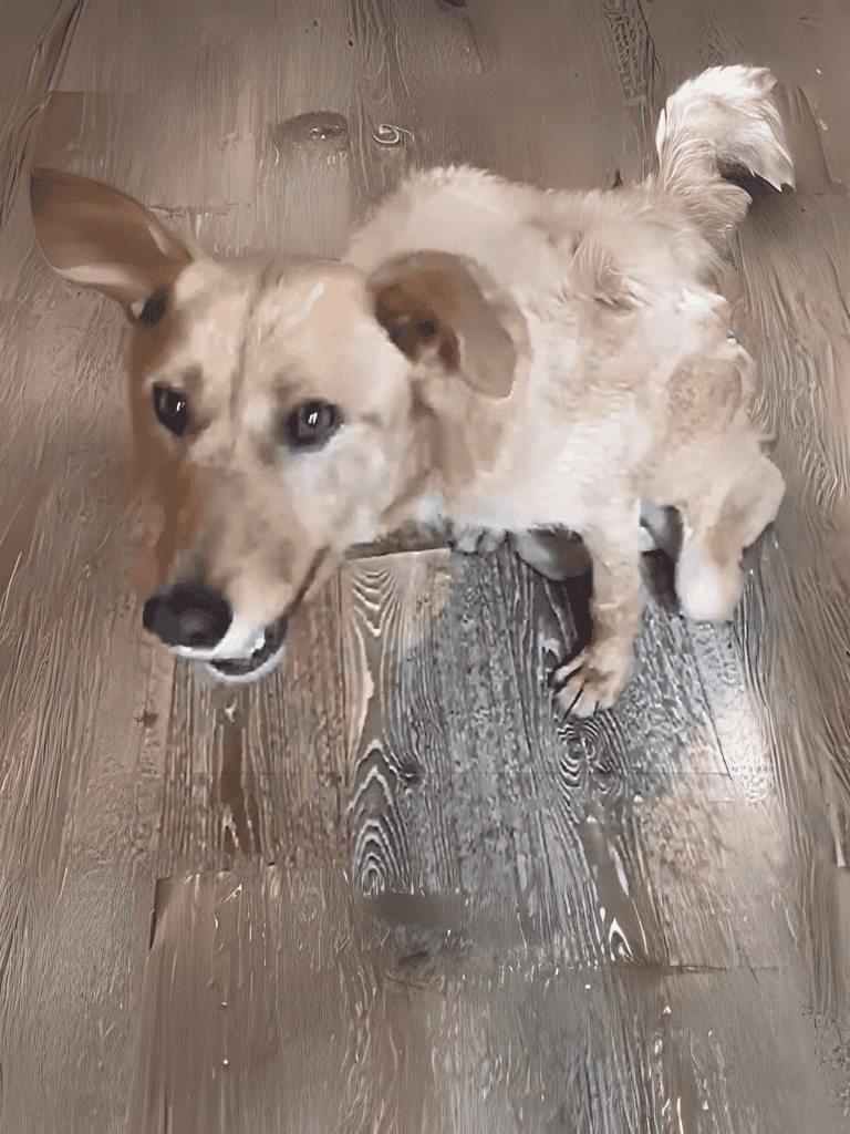 Adorable small dog with fluffy coat lying on wooden floor, looking up at camera.