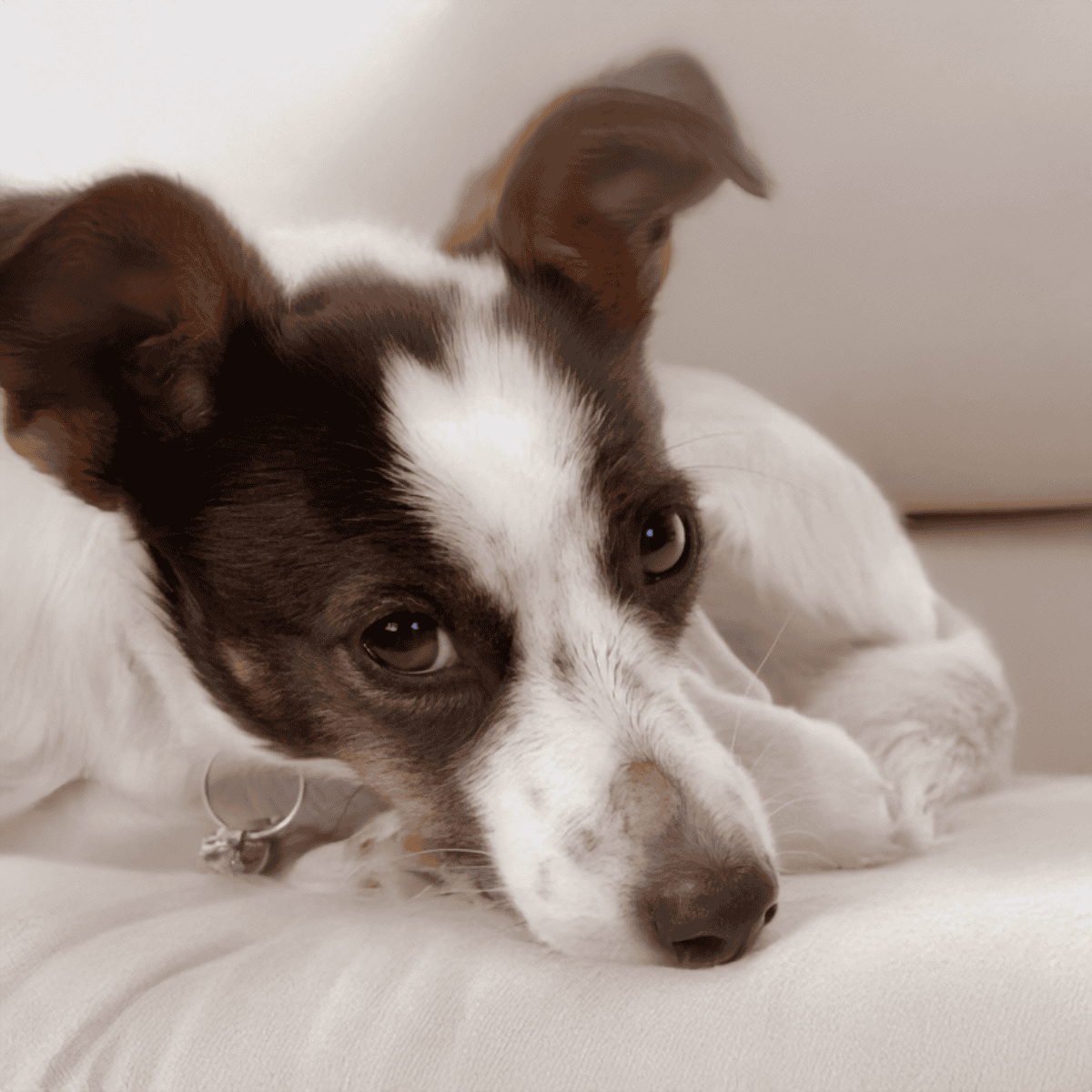 Adorable mixed breed puppy resting, perfect for dog care, puppy training, and pet companionship.