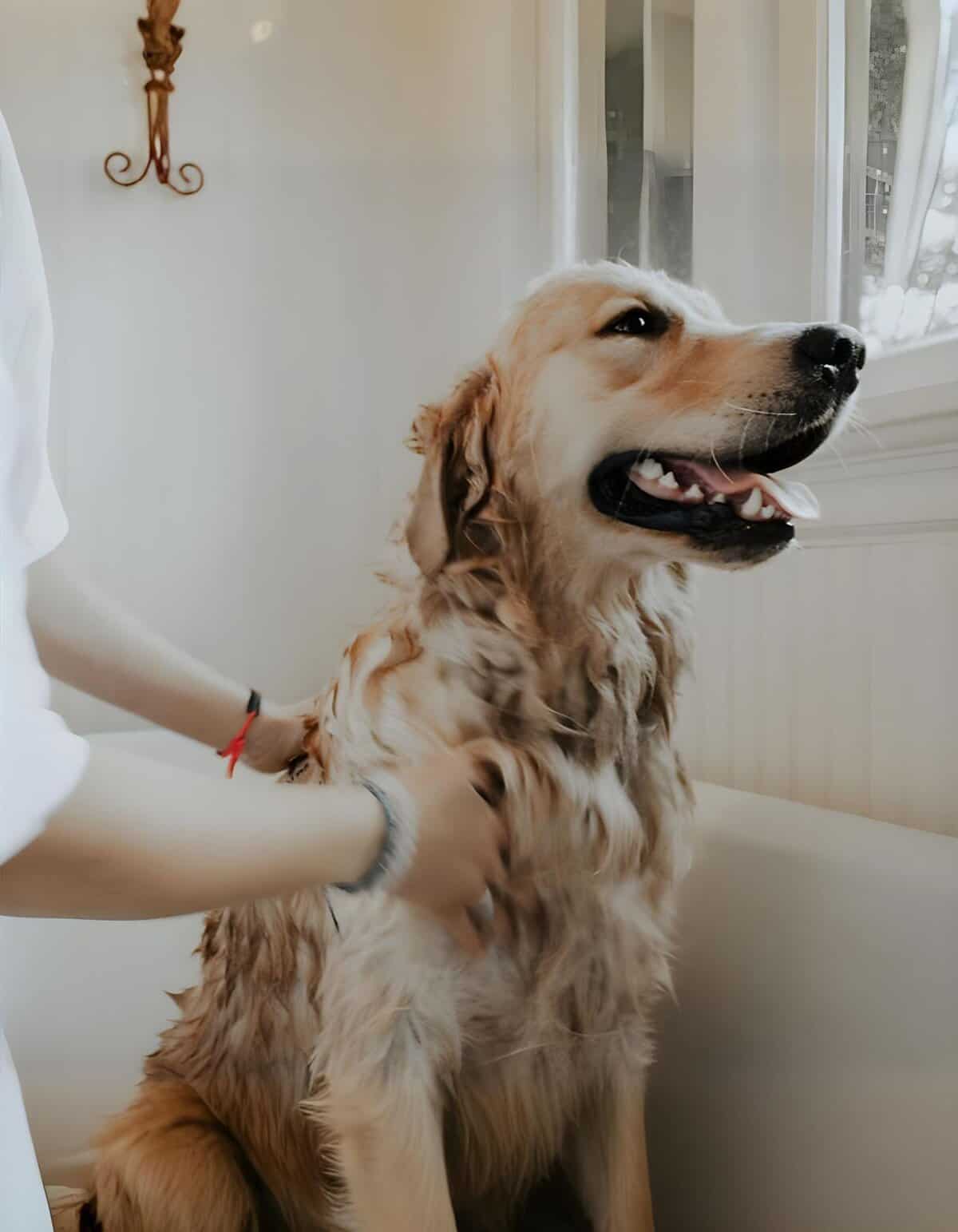 A happy Golden Retriever during a vet visit, showcasing pet health and wellness services.