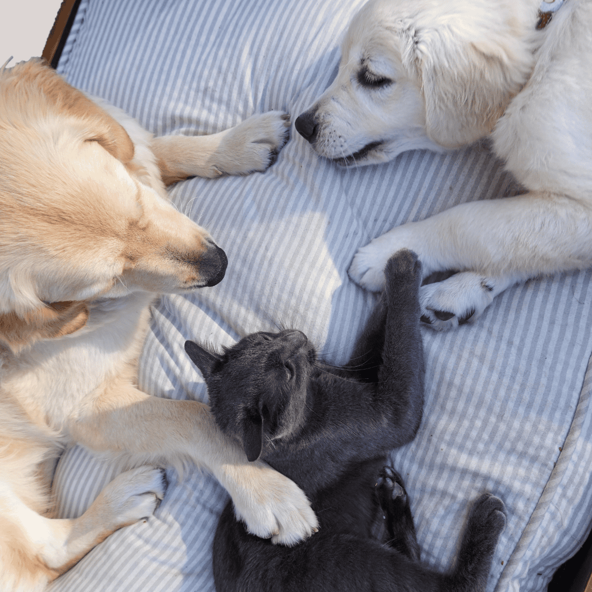 Adorable group of dogs and a kitten sleeping peacefully together.