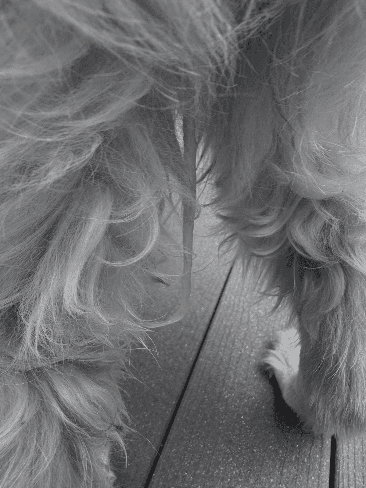 Close-up of a groomed long-haired dog’s fur and grooming tools.