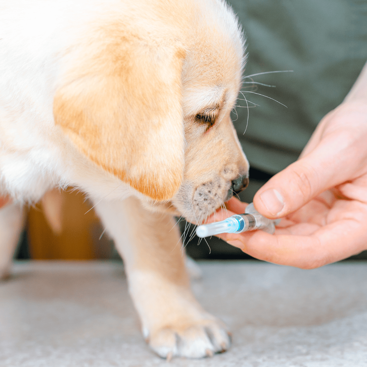 Close-up of a puppy receiving a vaccination from a veterinarian.