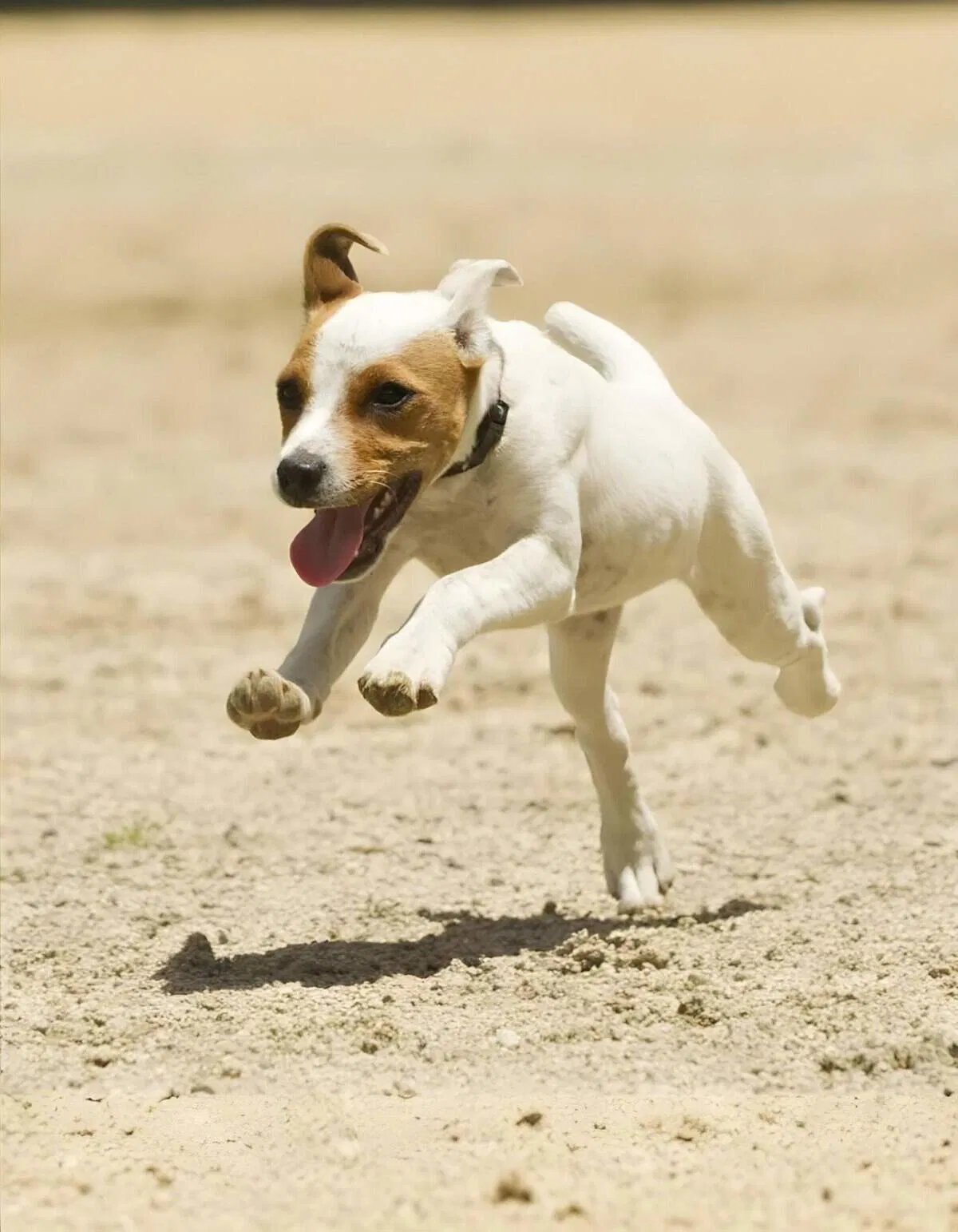 Happy Jack Russell dog joyfully running on sandy surface.