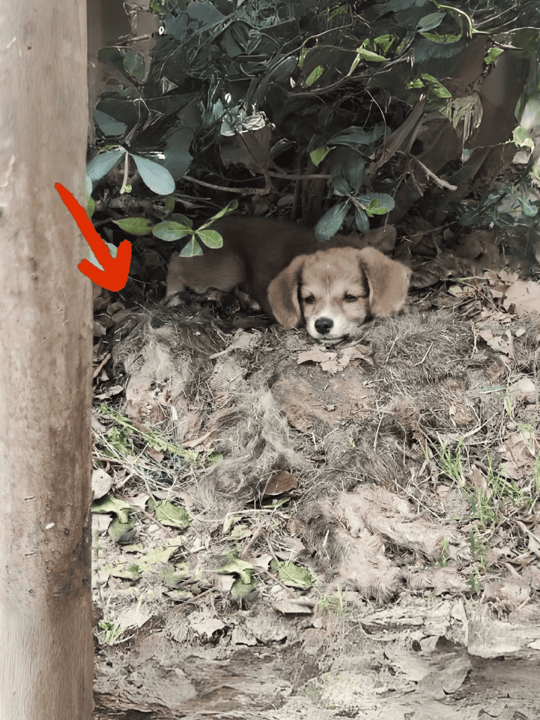 Adorable puppy lying in the dirt among leaves and plants outdoors.