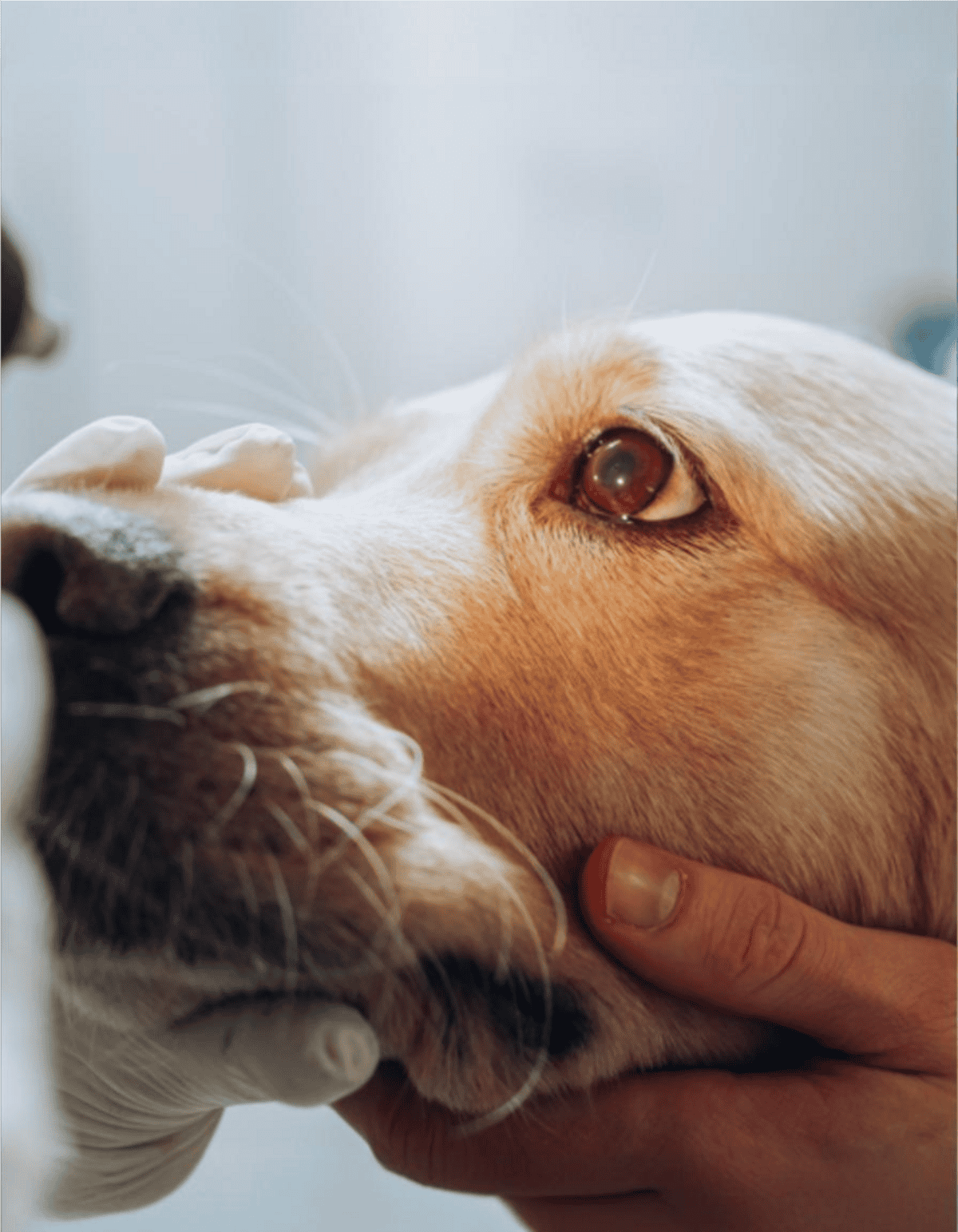 Close-up of a dog receiving eye care from a veterinarian, emphasizing pet health and wellness.