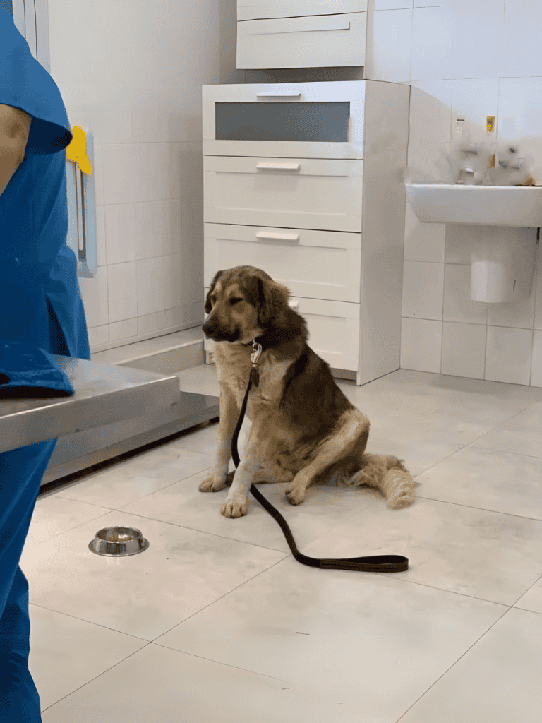 Dog sitting on floor with leash at veterinary office, calm and patient.