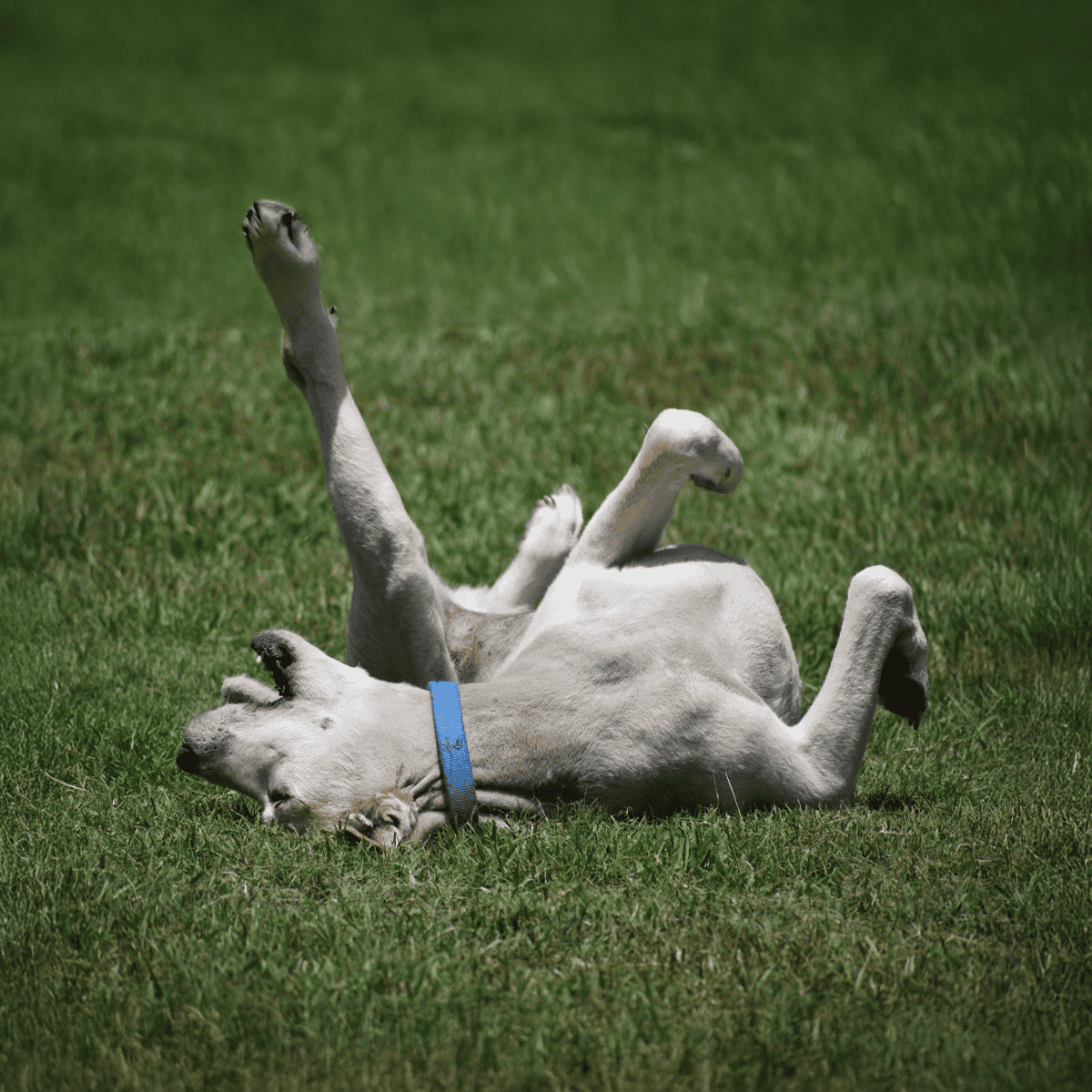 Cute Labrador retriever puppy rolling on the lawn, having fun outdoors.