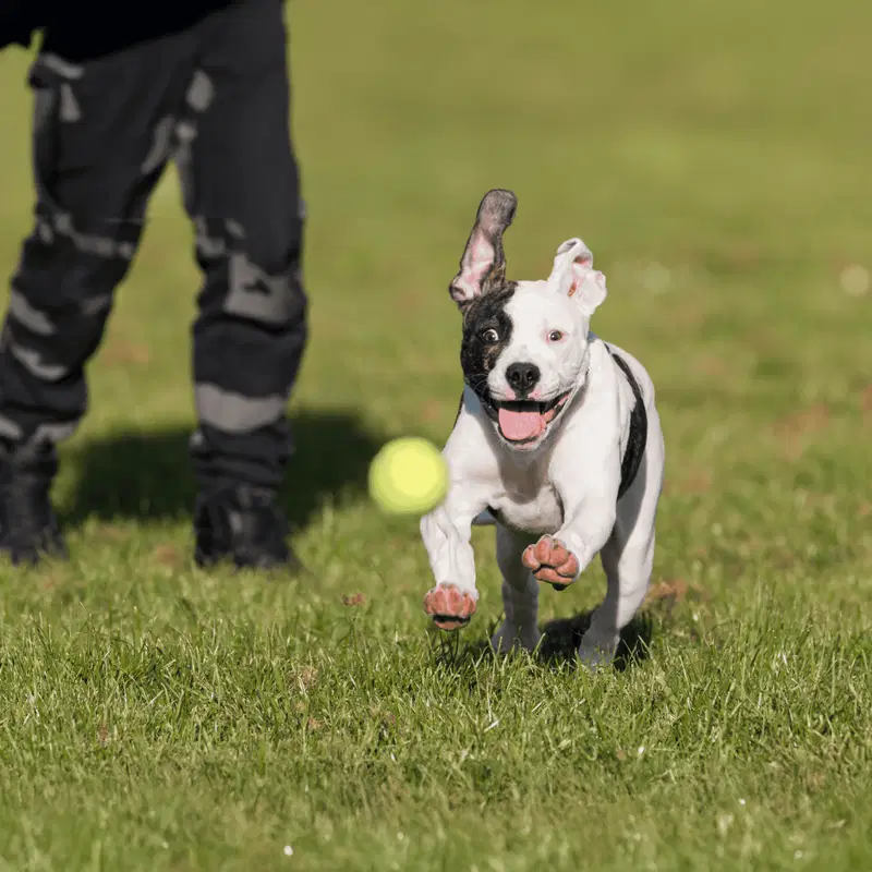 Dog chasing tennis ball during playtime in a park setting.