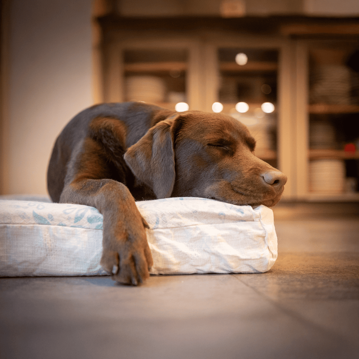 Comfortable dog sleeping on soft bed in cozy home environment.
