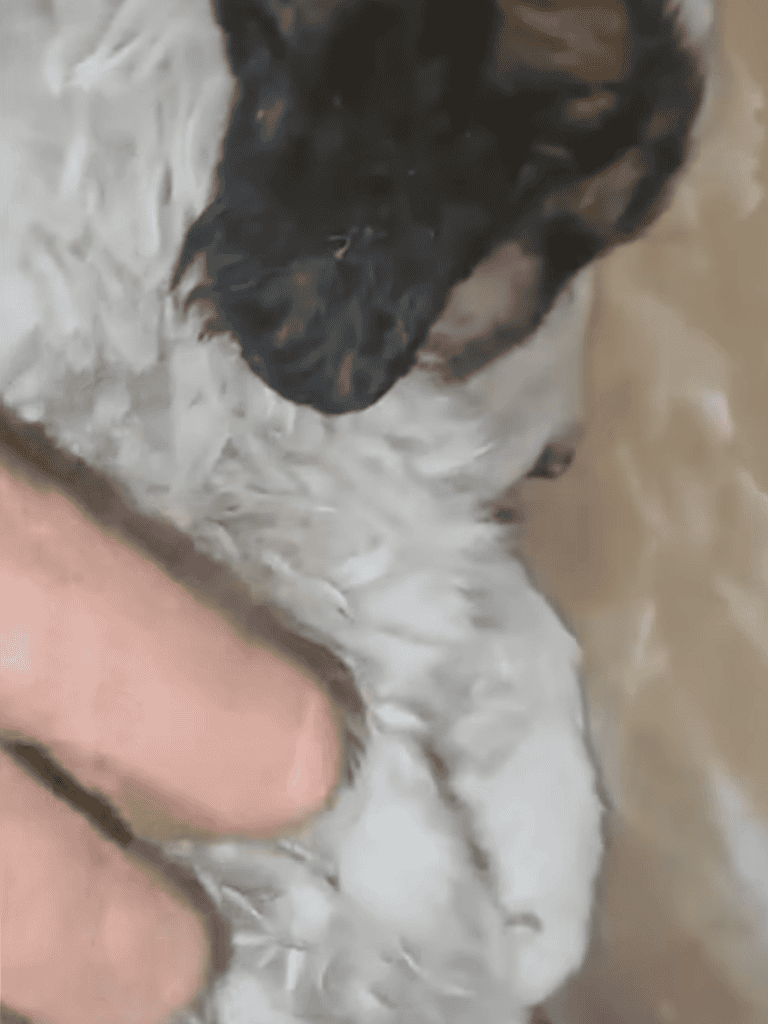 Adorable puppy enjoying bath time, showcasing dogs' grooming and care on Dogfix website.