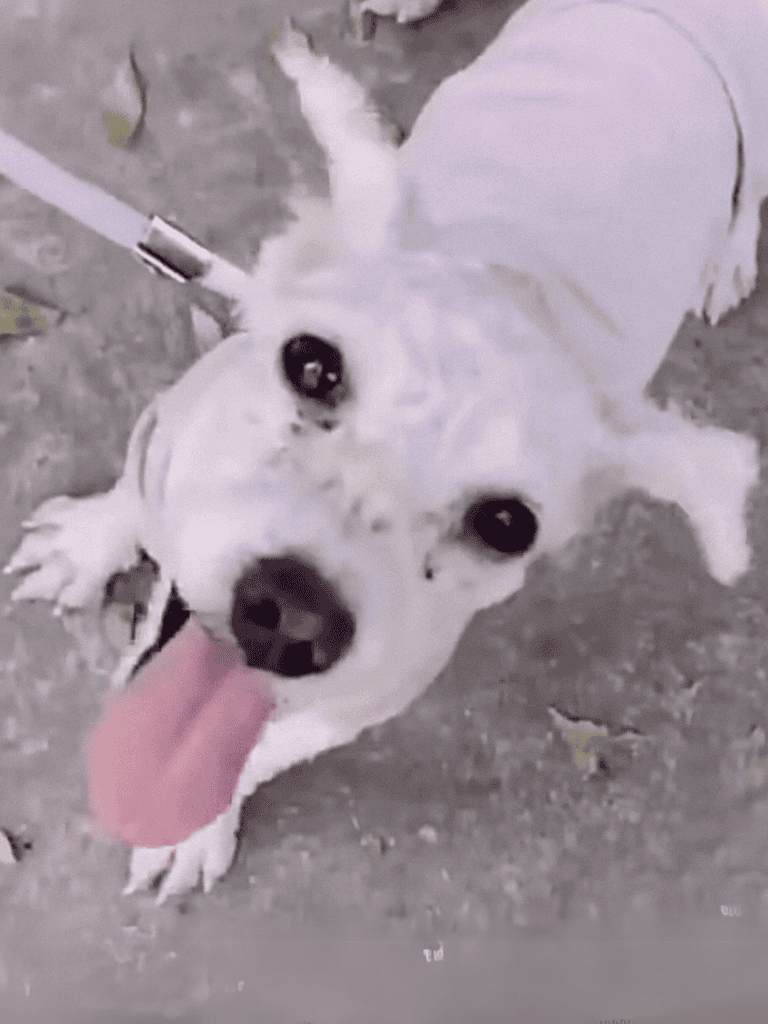 Adorable white dog joyfully playing outside, showing playful and happy behavior.
