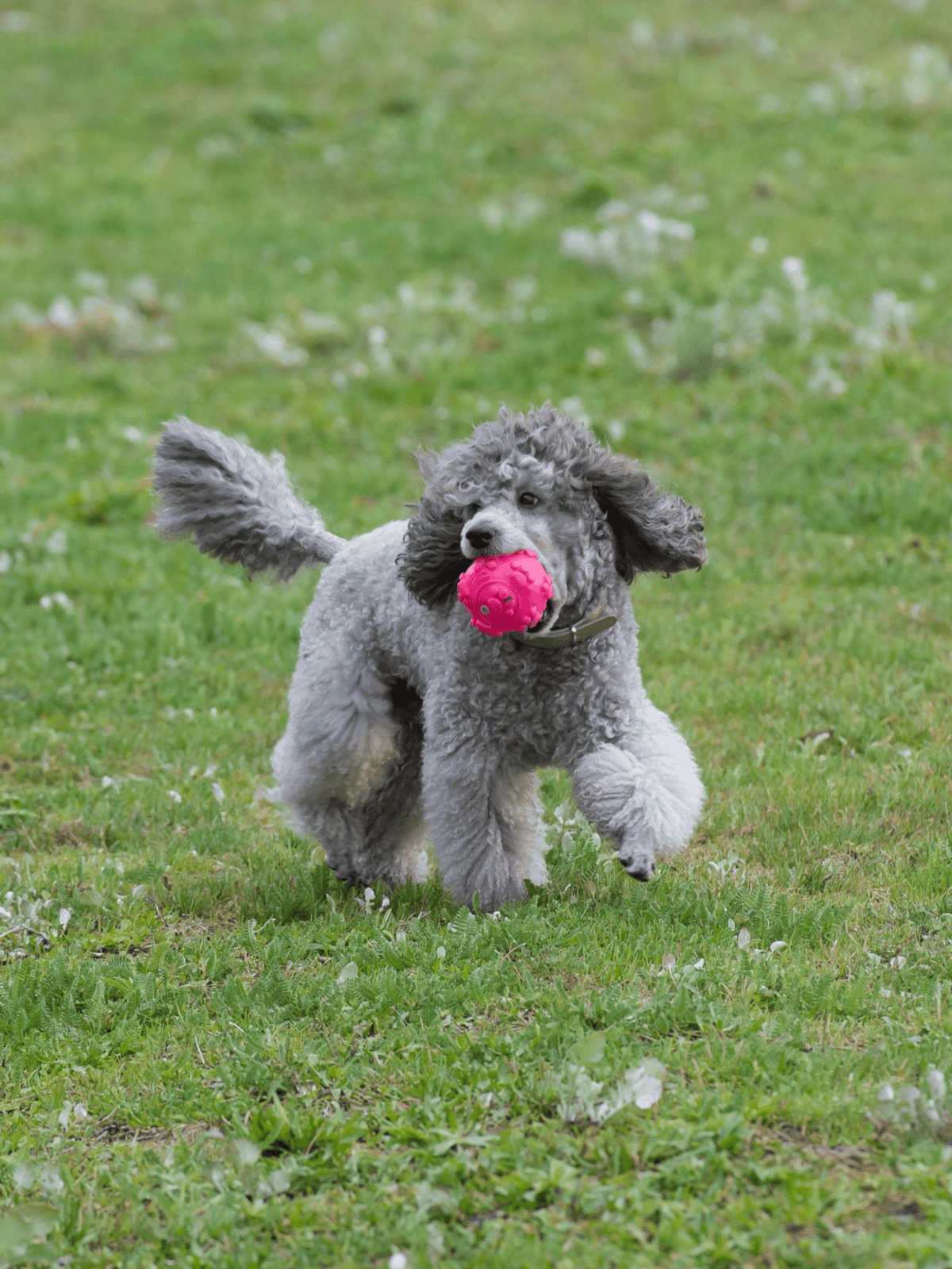 Adorable poodle puppy running on green grass with pink textured ball in mouth outdoors.