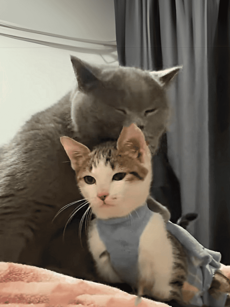 Adorable grey and white cats cuddling together, one wearing a blue sweater, soft indoor setting.