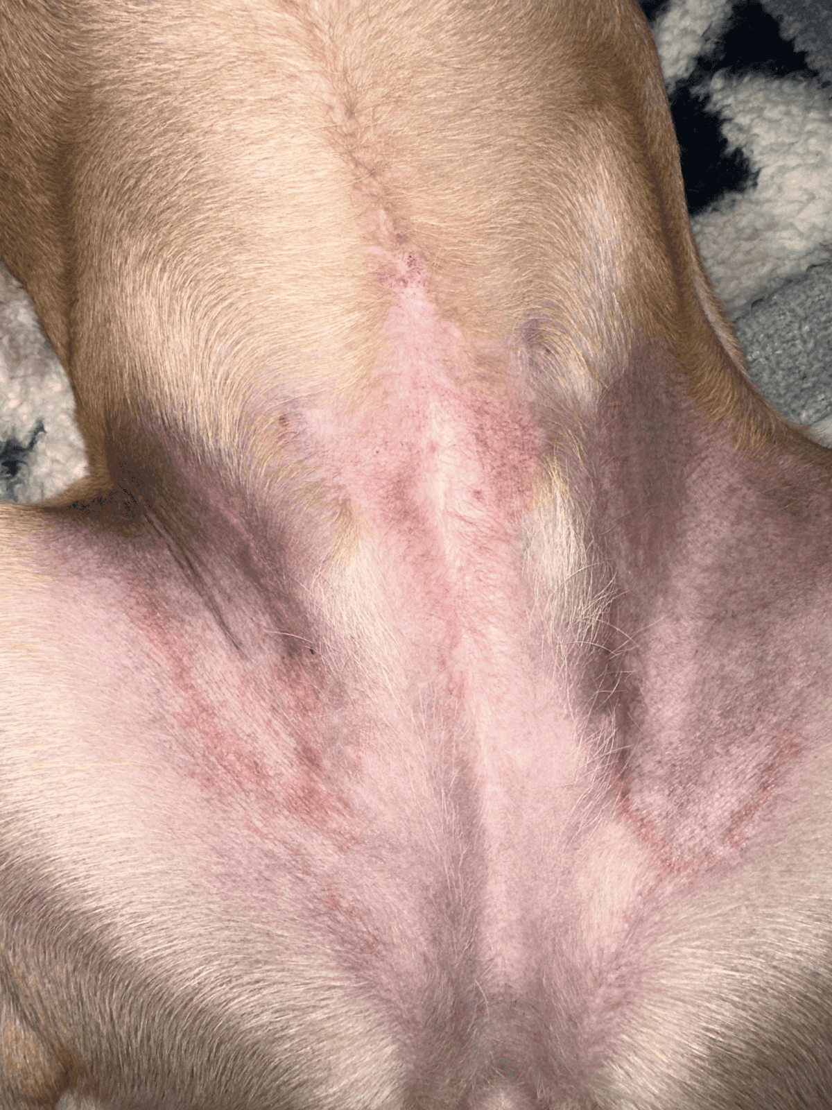 Dog skin infection or allergy, inflamed belly skin in a dog, veterinary skin care and treatment.