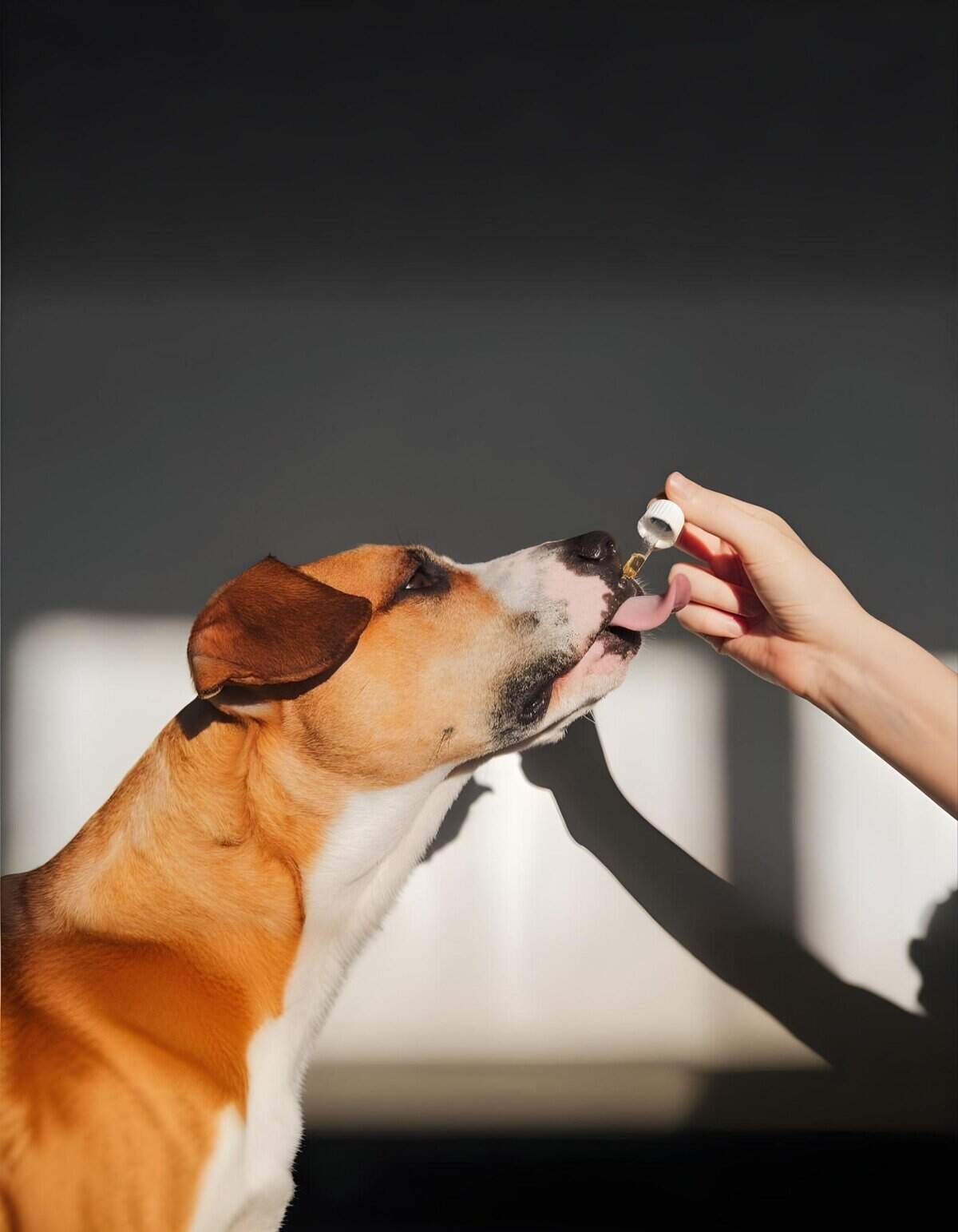 Dog receiving training with a treat dispenser, focusing on positive reinforcement methods.