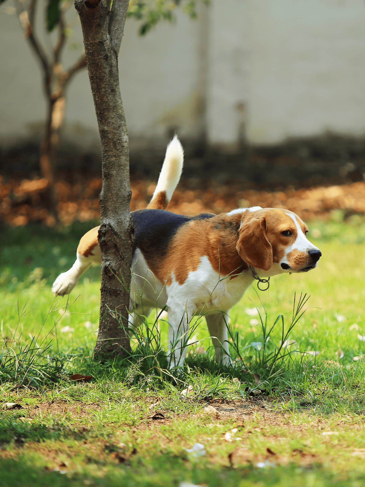 Adorable beagle dog sniffing around in a green garden.