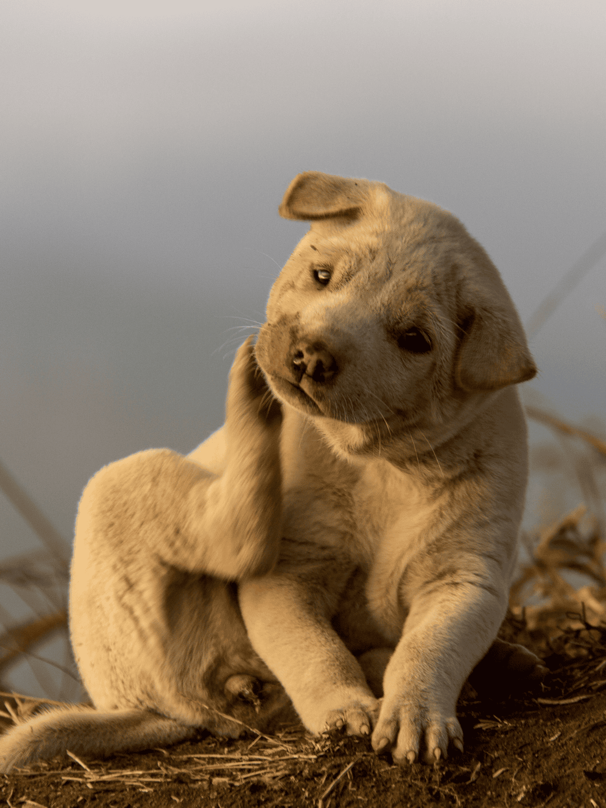 Adorable puppy sitting on the ground, looking thoughtful in a natural outdoor setting.